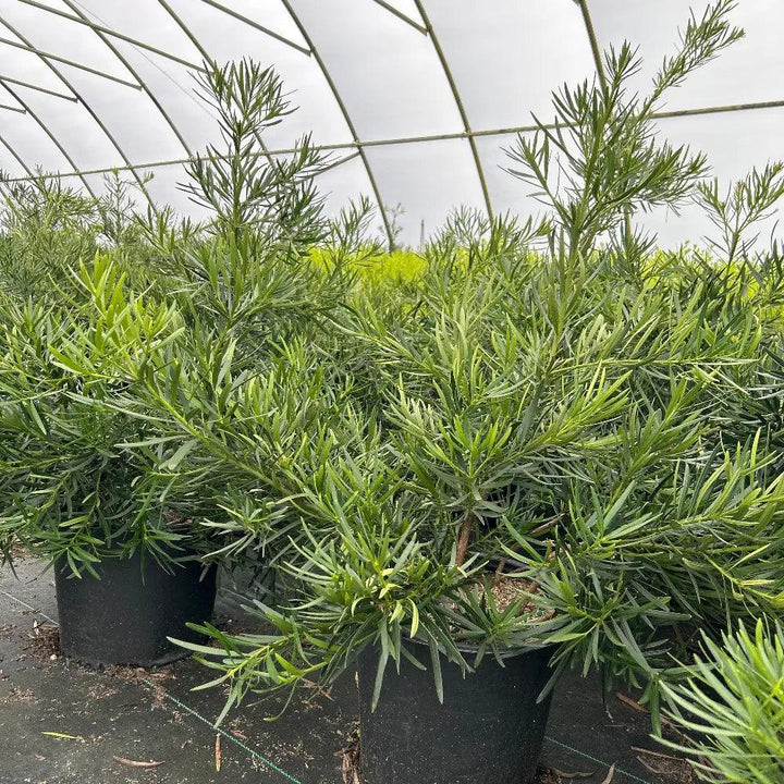 Podocarpus Emerald Flame™ bush, lush green foliage with vibrant new growth, from GoBuyPlants®.