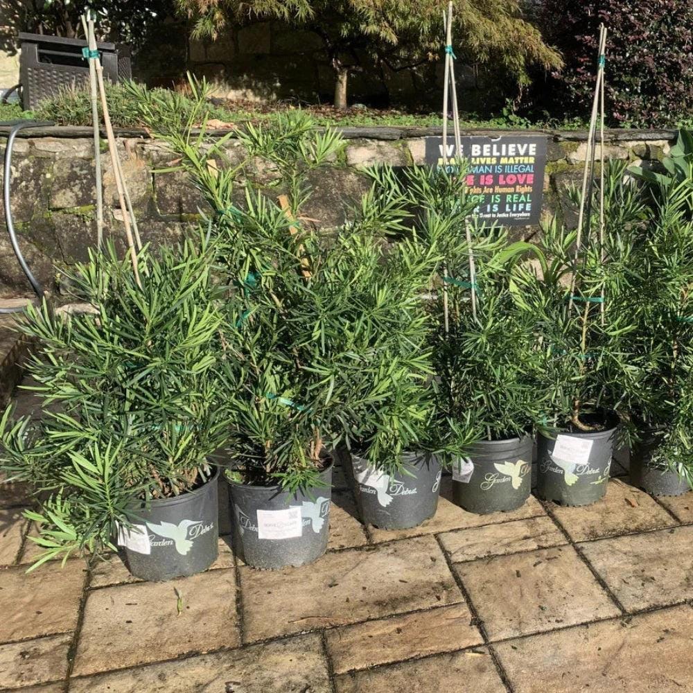 Podocarpus Emerald Flame™ bush, vibrant green foliage with fiery orange new growth, from GoBuyPlants®.