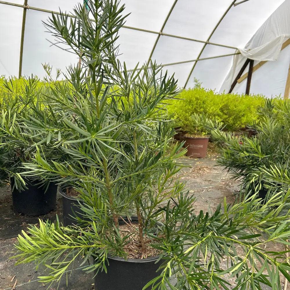 Podocarpus Emerald Flame™ bush from GoBuyPlants® with lush green foliage and vibrant new growth, ideal for landscaping and privacy screens.