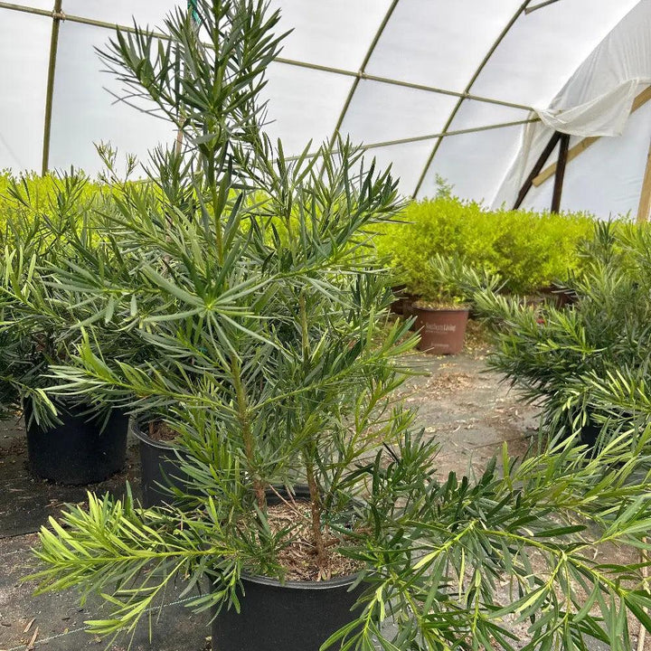 Podocarpus Emerald Flame™ bush from GoBuyPlants® with lush green foliage and vibrant new growth, ideal for landscaping and privacy screens.