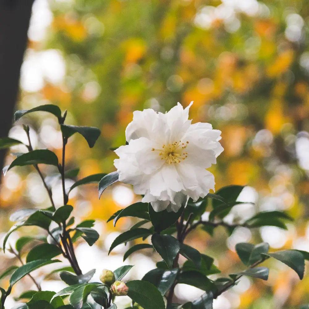GoBuyPlants® Camellia Winter's Snowman bush, lush green foliage with white blossoms, ideal for winter garden decoration.