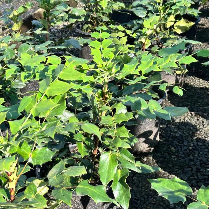 GoBuyPlants® Mahonia bealei bush showing evergreen foliage and yellow flowers on a lush shrub.
