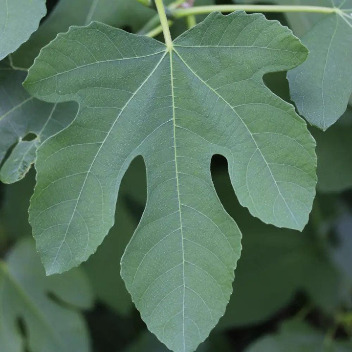 Ficus Fignominal® bush, a lush green indoor plant from GoBuyPlants®, with dense foliage and vibrant leaves.