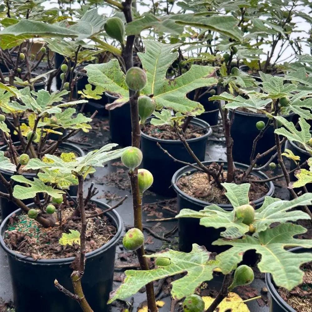 Ficus Fignominal® bush, lush green foliage, potted indoor plant from GoBuyPlants® showcases vibrant, healthy leaves.