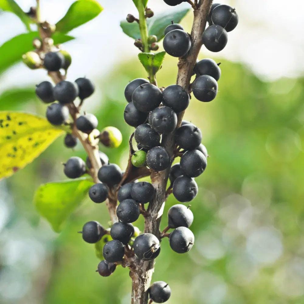 Cleyera japonica bush with glossy green leaves, planted outdoors, from GoBuyPlants® in the Bushes & Trees category.
