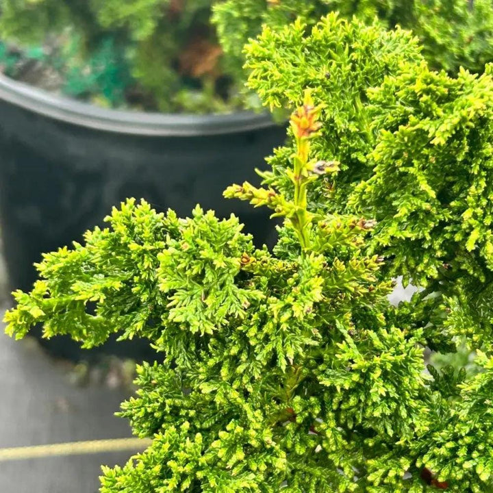 GoBuyPlants® Chamaecyparis Filicoides bush, lush green foliage, dense branches, outdoor plant for garden or landscape.