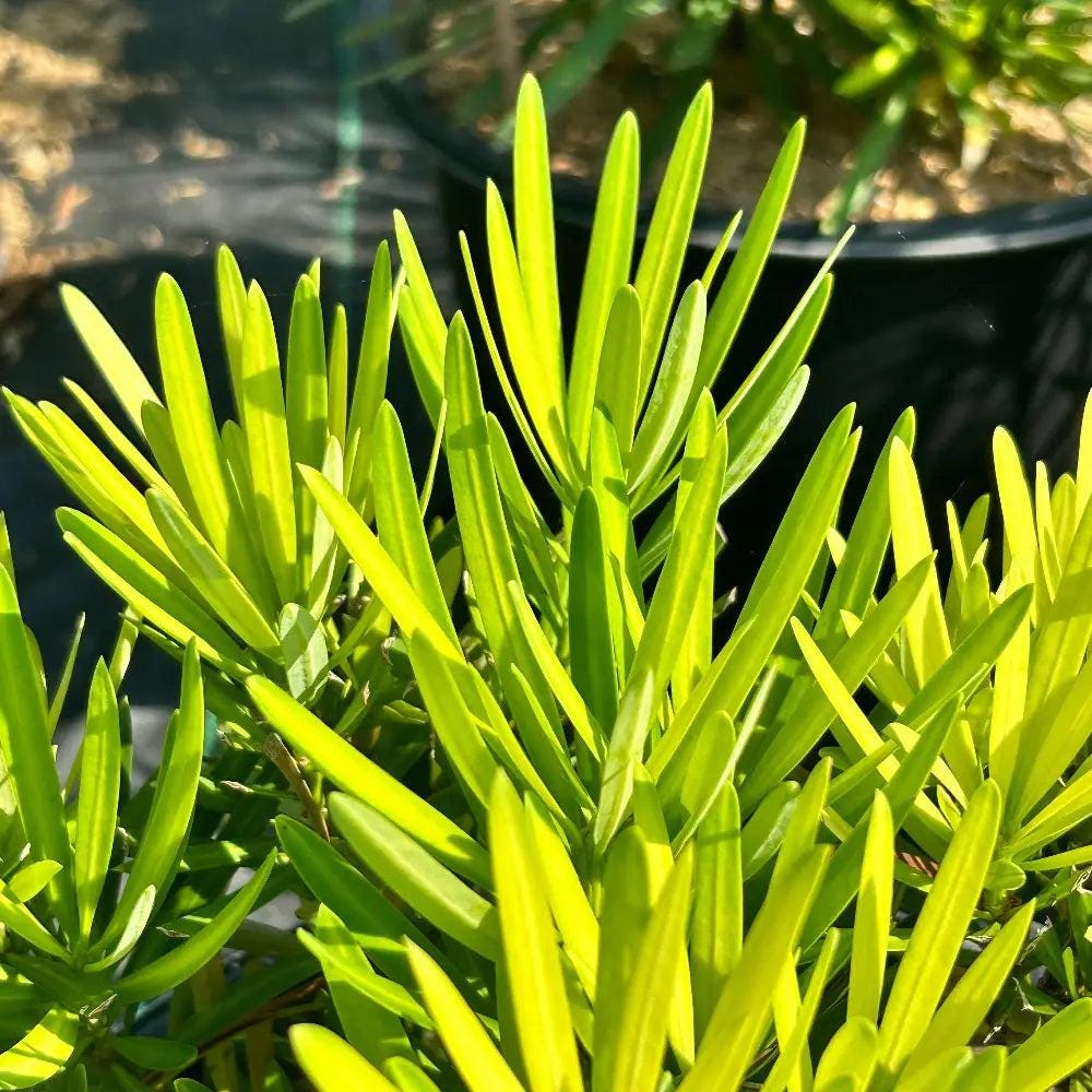 Podocarpus Lemon Sparkler™ bush, lush green foliage with bright lemon-yellow new growth, in a garden setting.