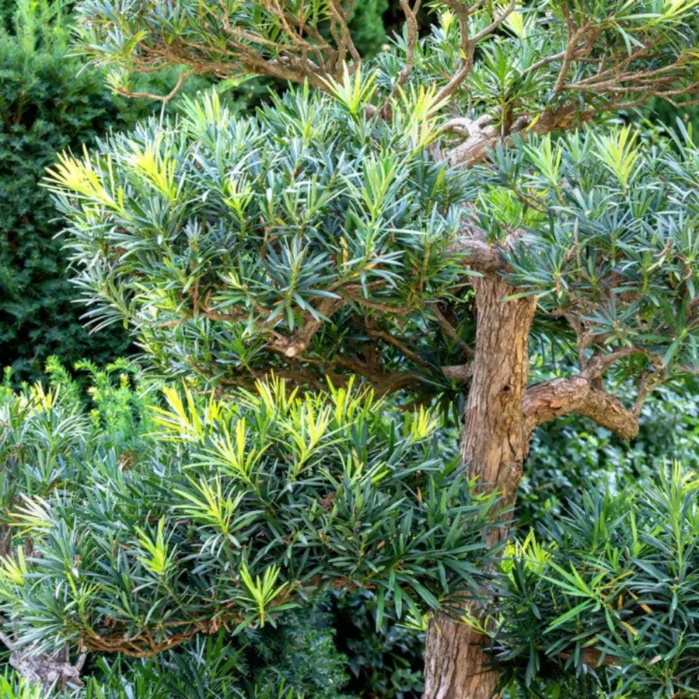 Podocarpus Lemon Sparkler™ bush with vibrant yellow-green foliage, ideal for landscape planting, by GoBuyPlants®.