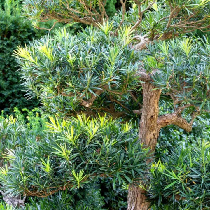 Podocarpus Lemon Sparkler™ bush with vibrant yellow-green foliage, ideal for landscape planting, by GoBuyPlants®.