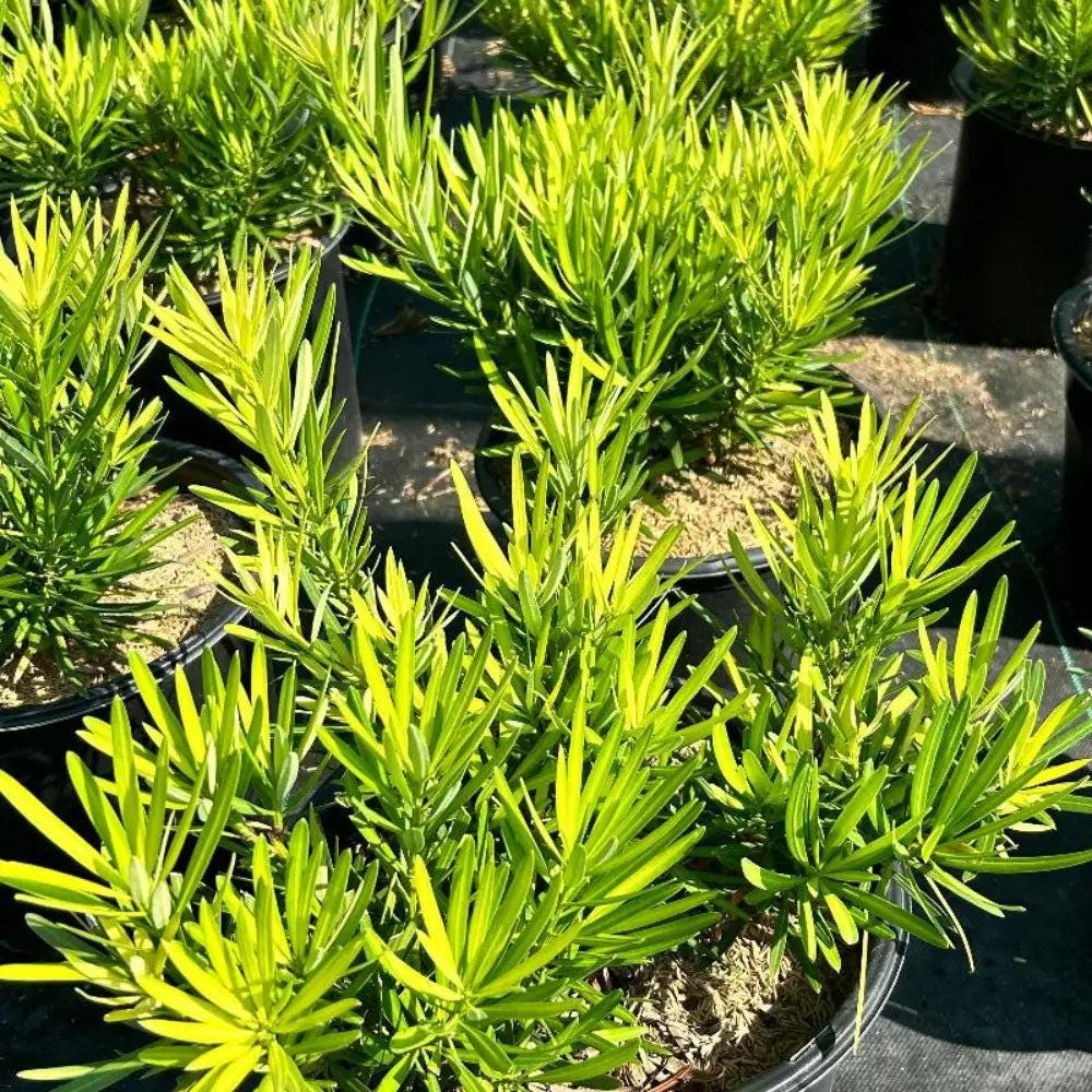 Podocarpus Lemon Sparkler™ bush, green foliage with yellow accents, lush and healthy plant from GoBuyPlants® for landscaping or containers.