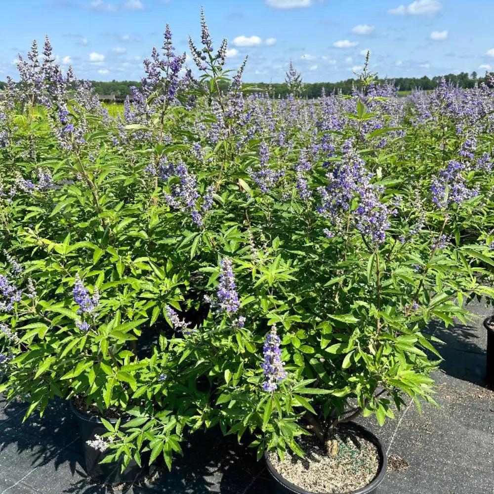 GoBuyPlants® Vitex Shoal Creek bush with lush green foliage and tall, slender branches, ideal for garden landscaping.
