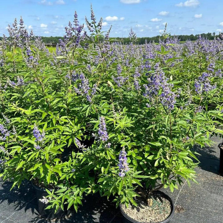 GoBuyPlants® Vitex Shoal Creek bush with lush green foliage and tall, slender branches, ideal for garden landscaping.