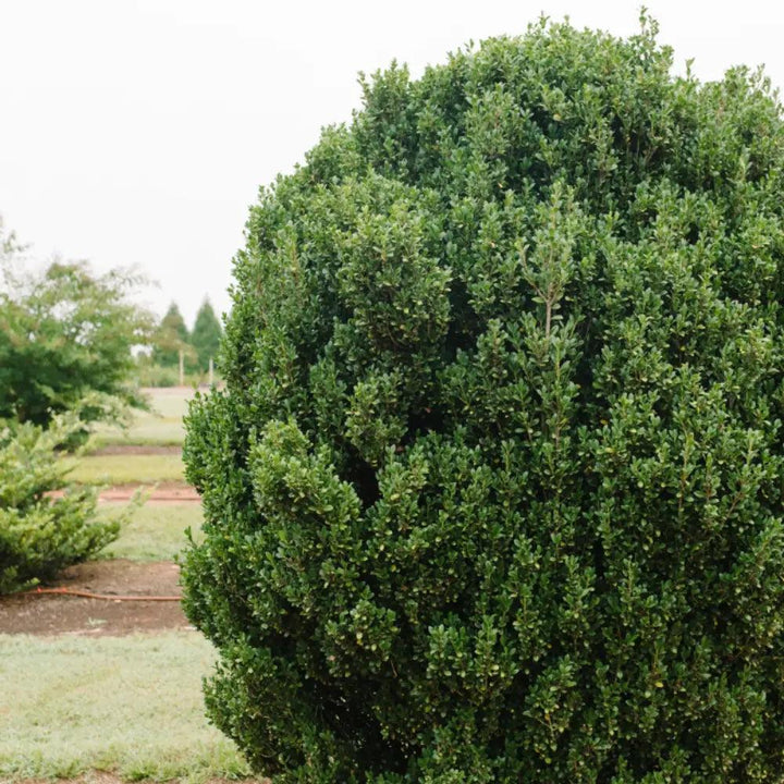 Ilex Straight and Narrow™ bush by GoBuyPlants® showing dense evergreen foliage and slender upright growth habit.
