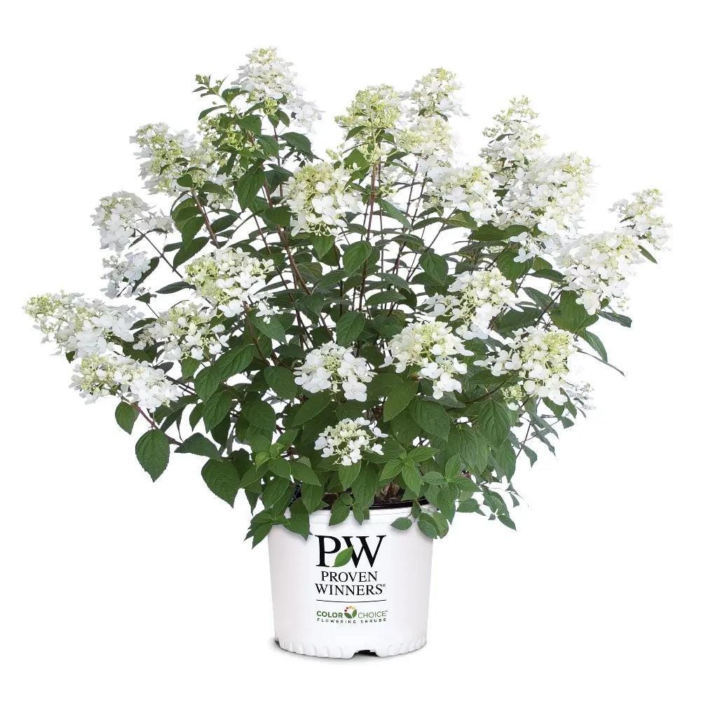 Hydrangea p. Fire Light® bush with vibrant red and green foliage, showcasing lush leaves and flowering clusters.