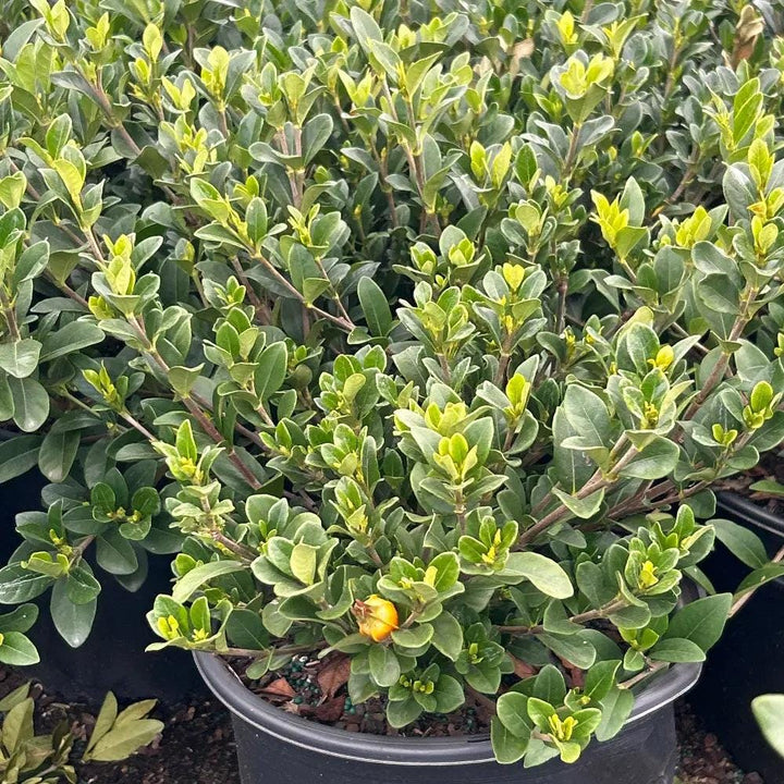 Gardenia Crown Jewel bush by GoBuyPlants®, showcasing lush green foliage and fragrant white flowers.