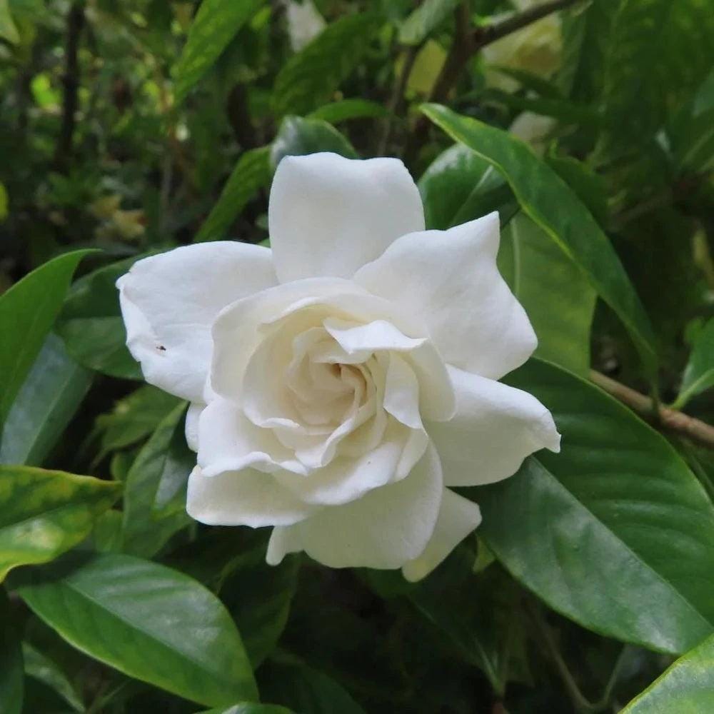 Gardenia Crown Jewel bush from GoBuyPlants® with lush green foliage and white fragrant flowers, ideal for garden landscaping.