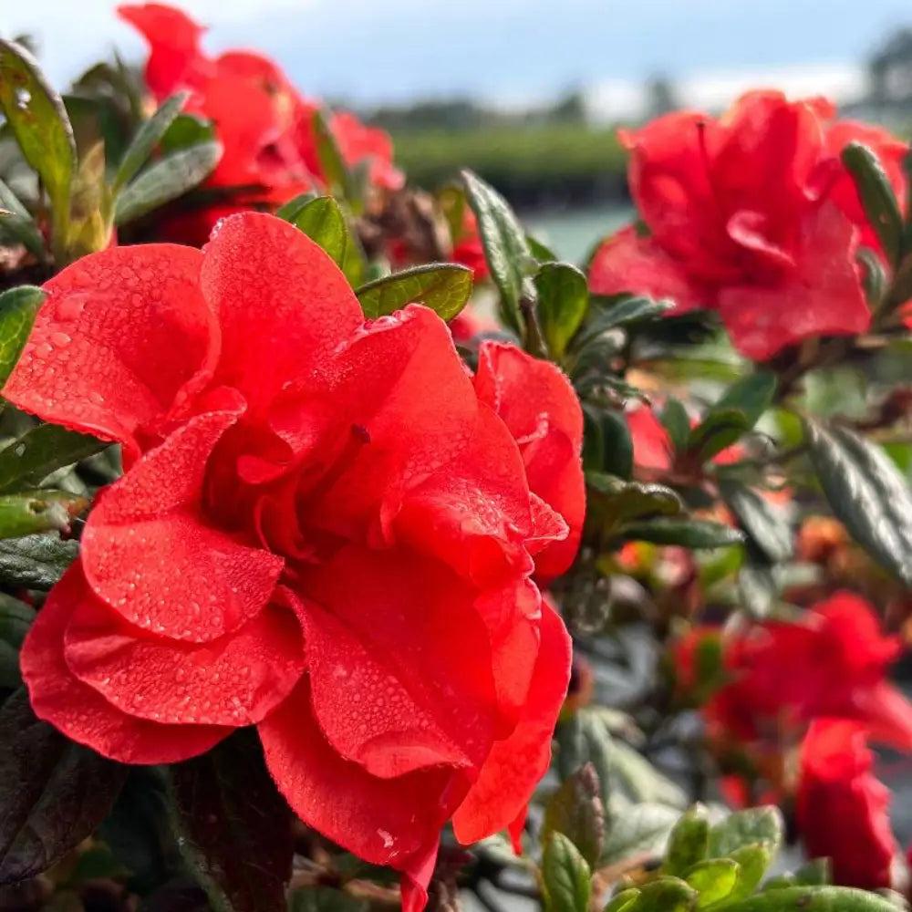 Azalea Encore Autumn Embers bush in full bloom with vibrant orange-red flowers, showcasing lush green foliage.