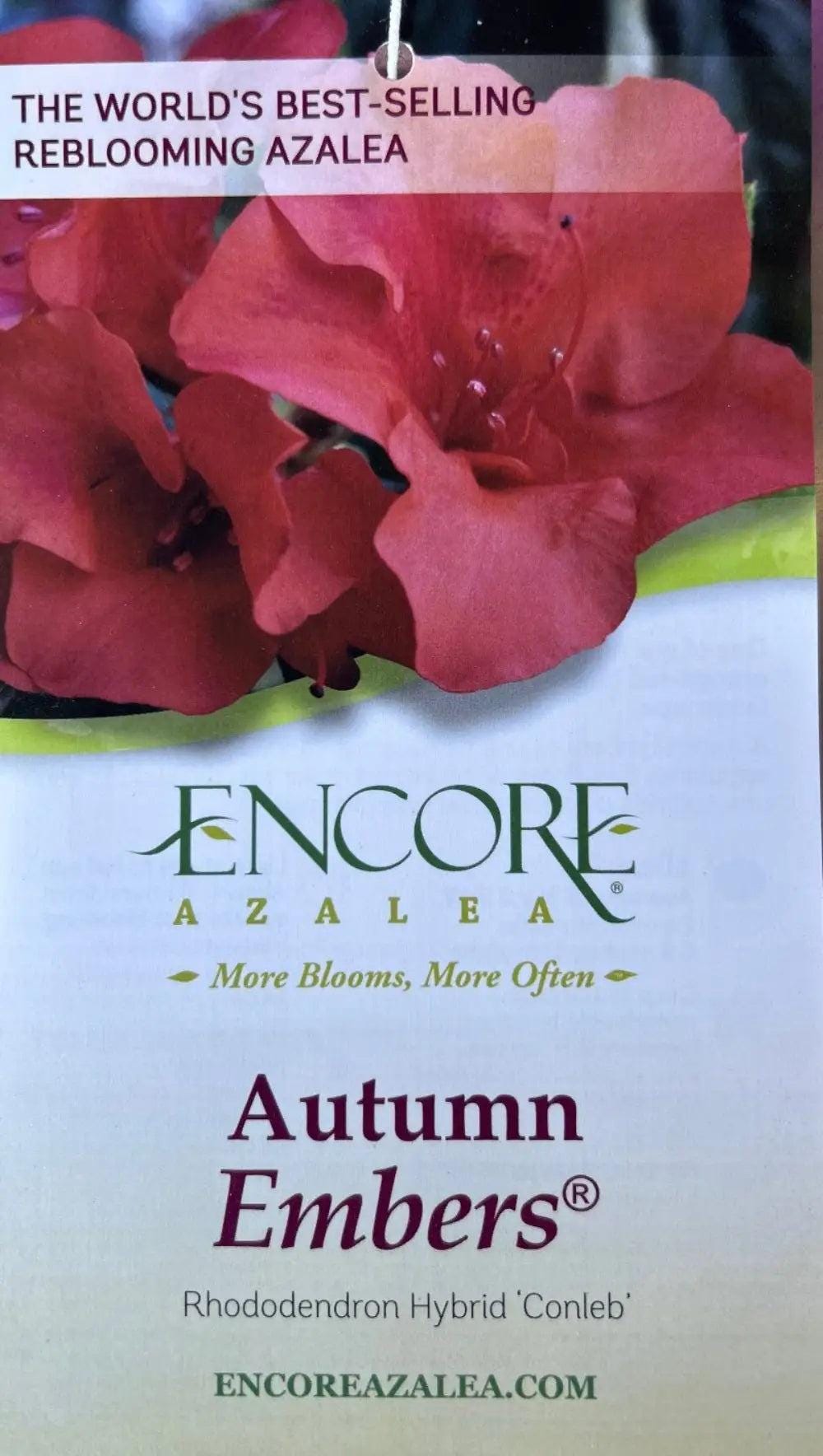 Azalea Encore Autumn Embers bush with vibrant orange and red foliage, healthy green leaves, and blooming flowers.