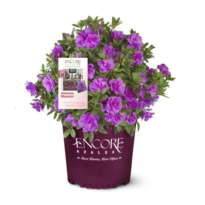Azalea Encore Autumn Majesty bush in full bloom with vibrant orange and red flowers, showcasing lush green foliage.
