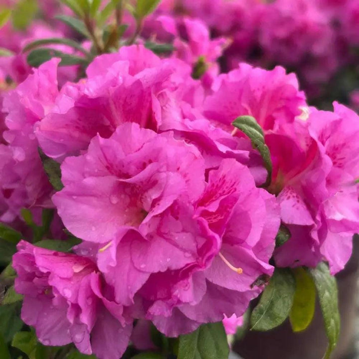 Azalea Encore Autumn Majesty® bush with vibrant fall foliage, showcasing colorful leaves and lush green growth.