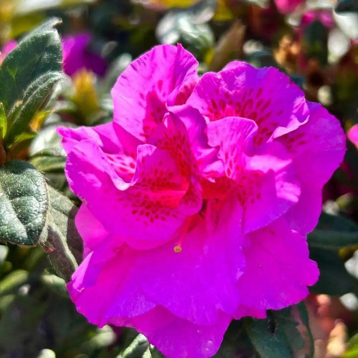 Pink Azalea Encore® Autumn Majesty® bush with vibrant blooms and green foliage, perfect for garden landscaping.