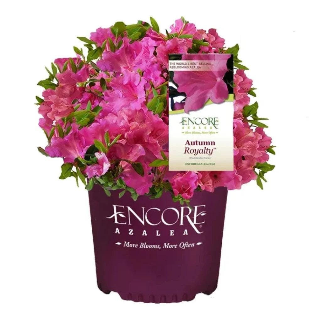 Azalea Encore Autumn Royalty bush by GoBuyPlants, showcasing vibrant autumn foliage and lush green leaves.