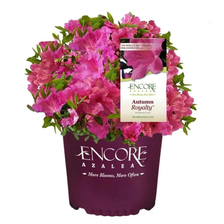 Azalea Encore Autumn Royalty bush by GoBuyPlants, showcasing vibrant autumn foliage and lush green leaves.
