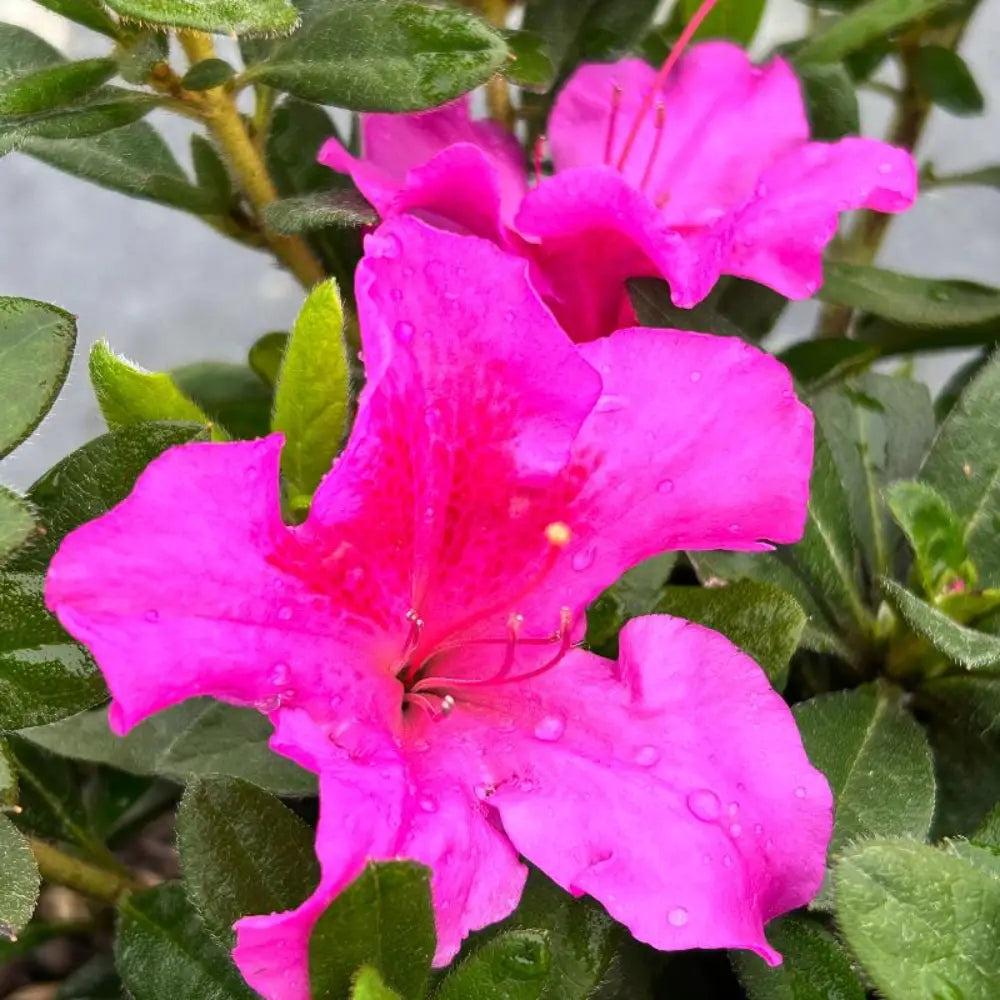Azalea Encore Autumn Royalty bush by GoBuyPlants, vibrant autumn foliage, lush green leaves, and blooming flowers.