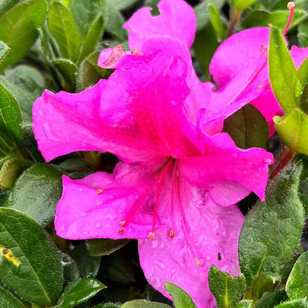 Azalea Encore Autumn Royalty bush by GoBuyPlants, showcasing vibrant autumn foliage and healthy green leaves on a compact shrub.