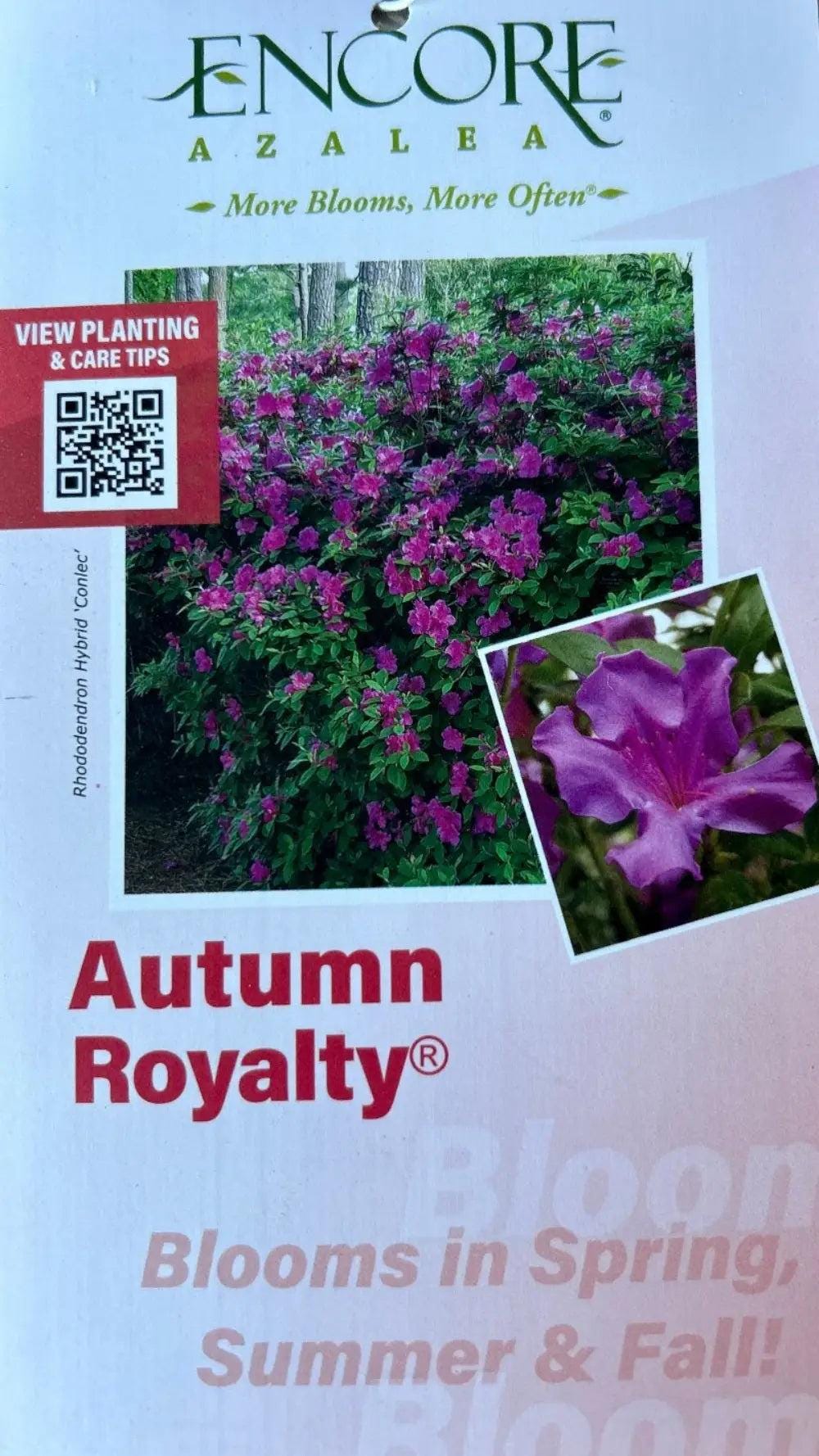 Azalea Encore Autumn Royalty bush by GoBuyPlants, showing vibrant green leaves and lush growth in a garden setting.
