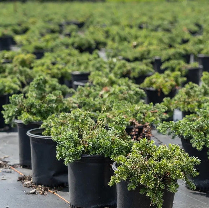 Juniper Blue Pacific bush or tree by GoBuyPlants® with lush blue-green foliage in a natural outdoor setting.