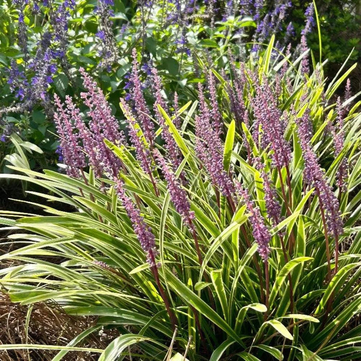 Variegated Liriope plant from GoBuyPlants® showing lush green and cream-striped foliage, perfect for landscaping or garden borders.