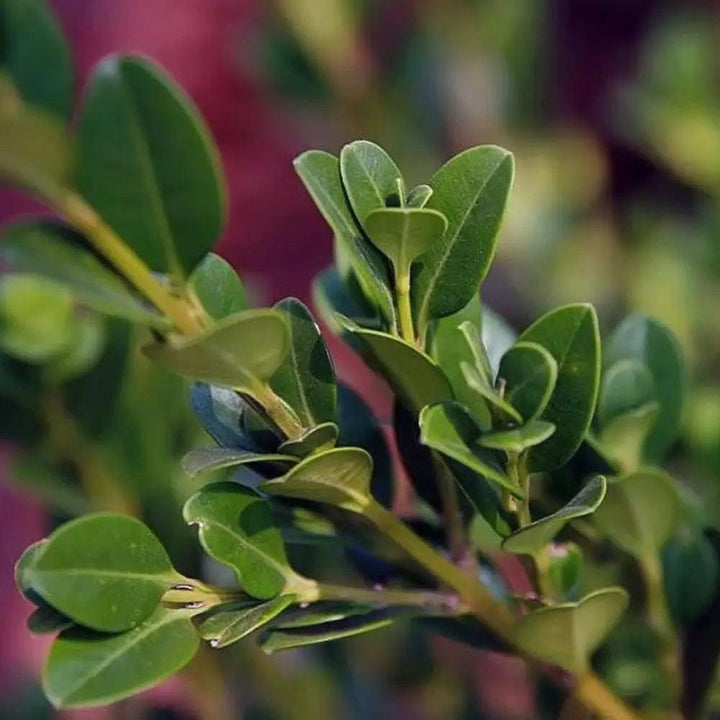 Buxus Wintergreen bush from GoBuyPlants®, showing dense green foliage ideal for hedges and landscape planting.