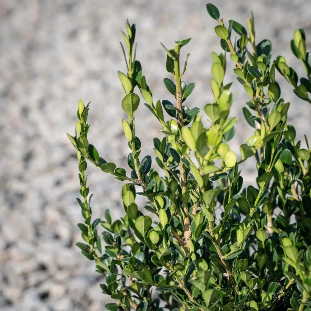 GoBuyPlants® Buxus Wintergreen bush, lush green evergreen shrub with dense foliage, ideal for hedges and landscape accents.