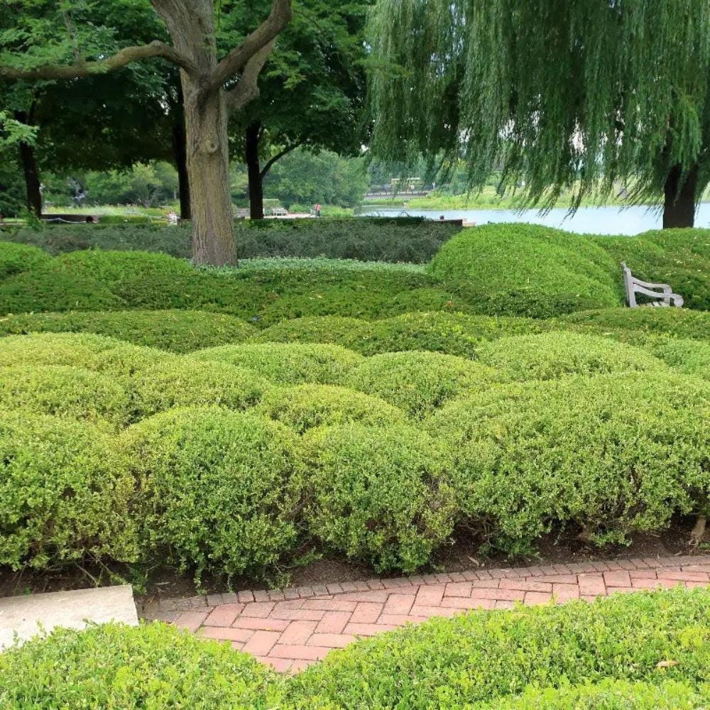 Green Buxus Wintergreen bush from GoBuyPlants®, showcasing dense foliage ideal for hedges and landscaping.