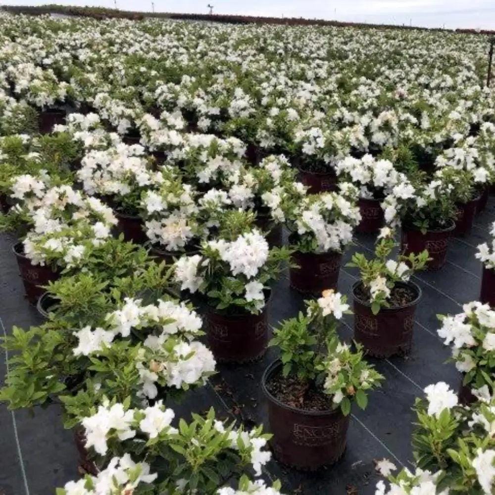Azalea Encore Autumn Lily bush by GoBuyPlants, showing vibrant autumn foliage and lush green leaves on a healthy flowering shrub.
