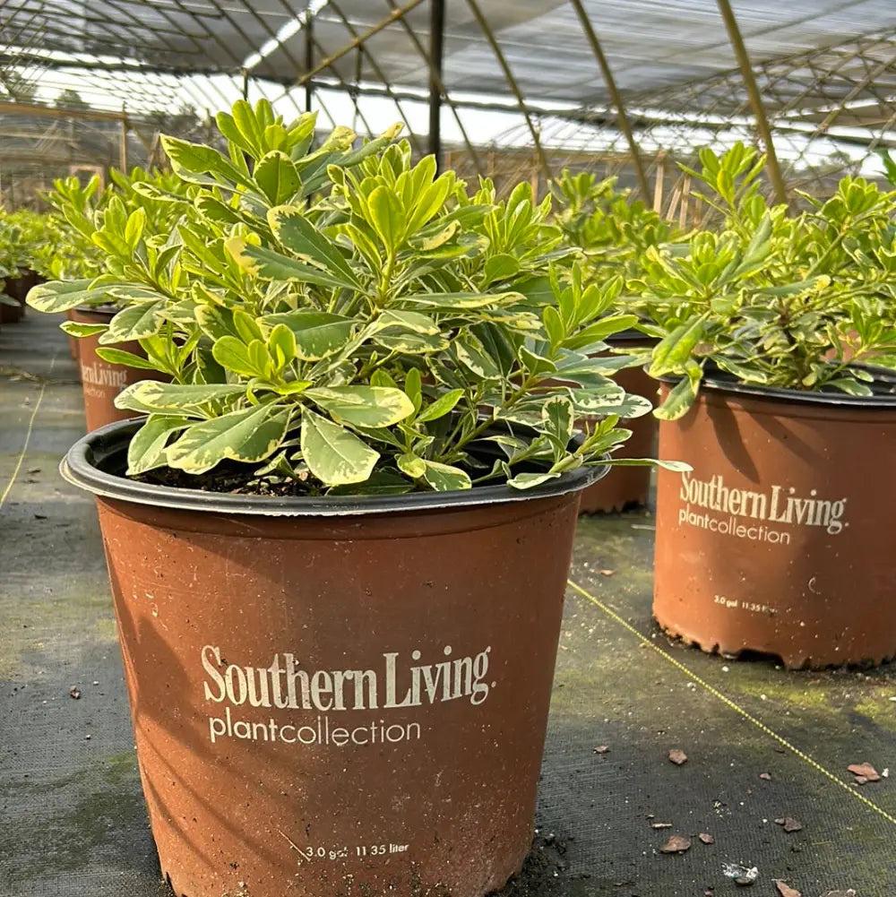 Healthy Pittosporum Mojo® bush with lush green foliage, showcasing its dense, compact growth habit in a garden setting.