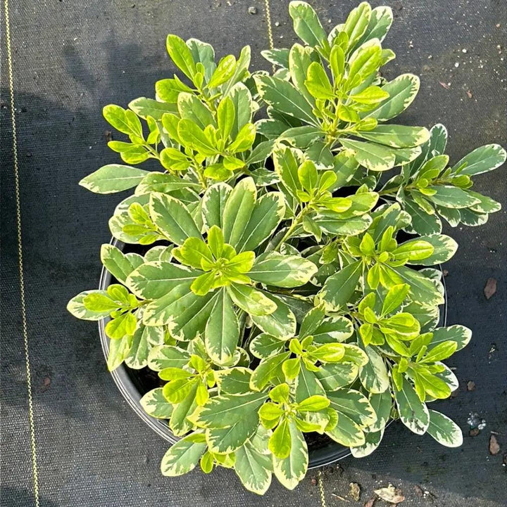 Pittosporum Mojo® bush with dark green, variegated leaves, healthy and lush, ideal for landscaping or garden decoration.