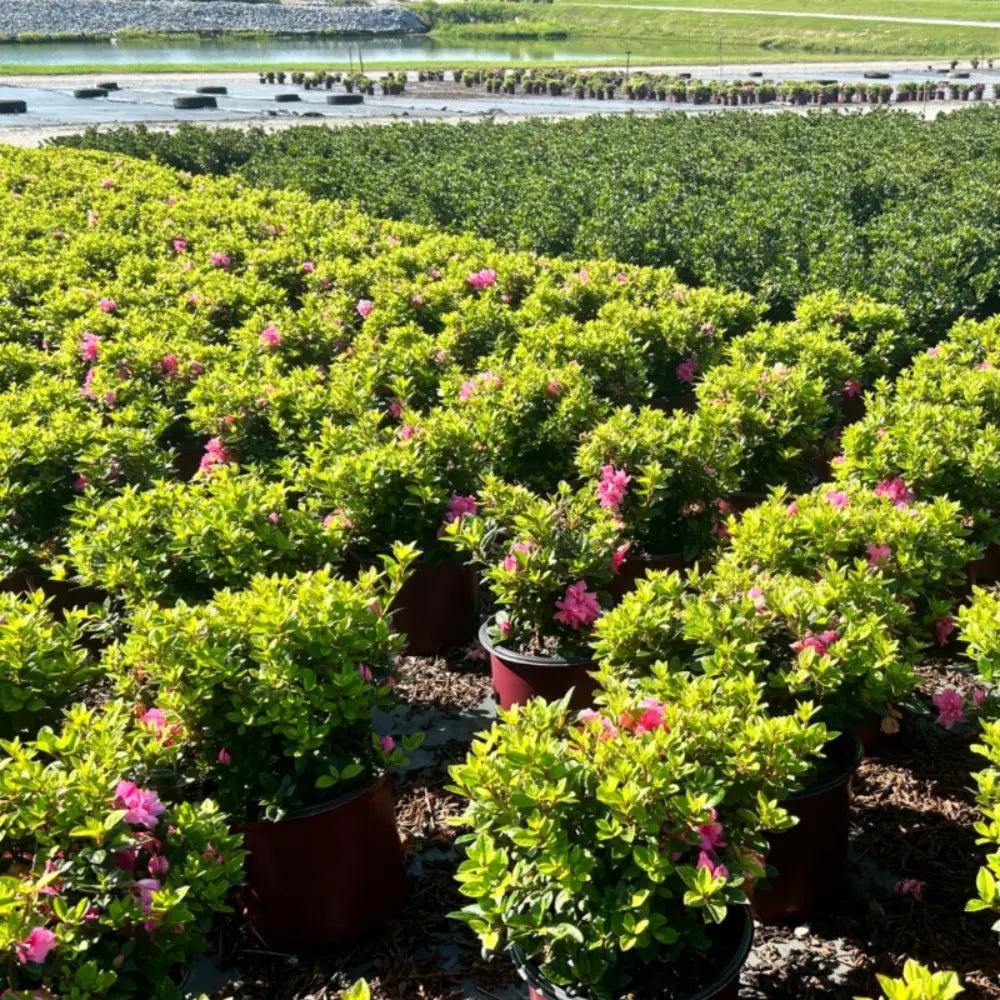 Azalea Encore Autumn Carnation bush by GoBuyPlants, showing vibrant fall foliage and lush green leaves.