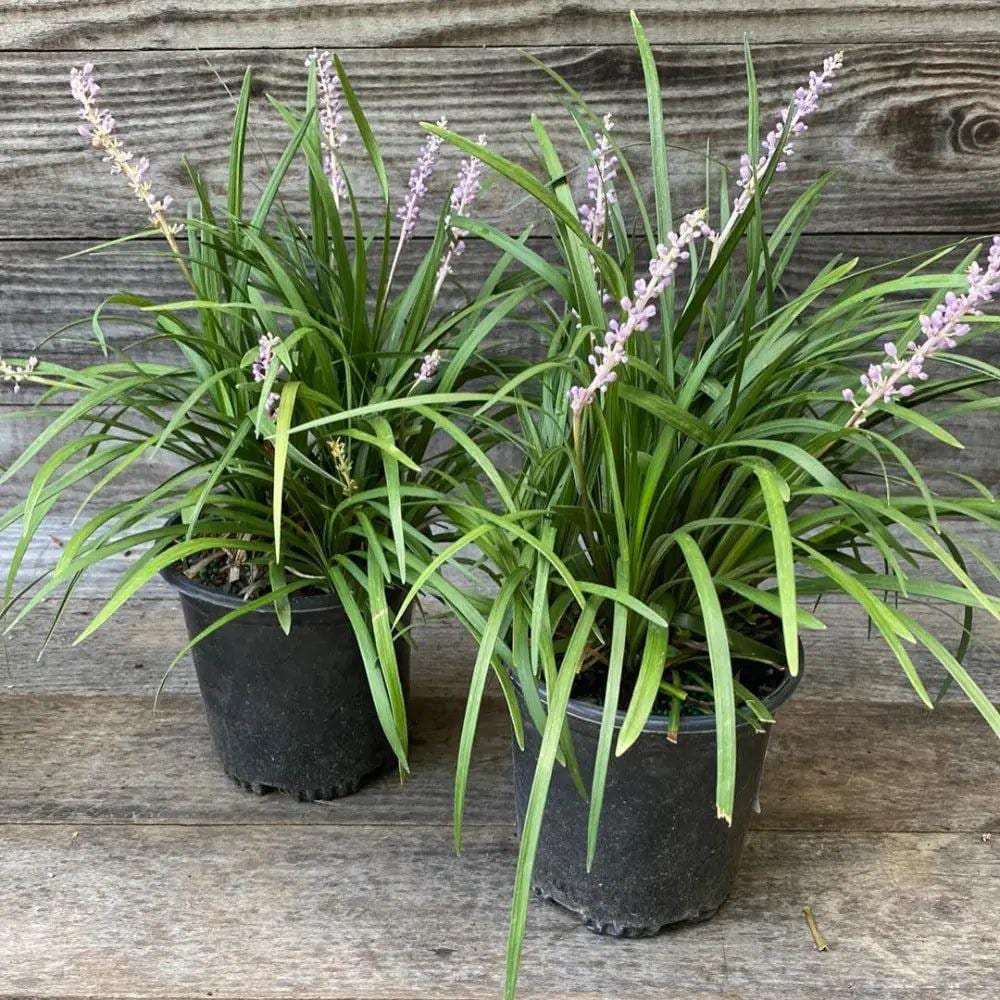 Liriope Big Blue bush with dense green foliage and tall purple flower spikes, a popular decorative plant from GoBuyPlants®.