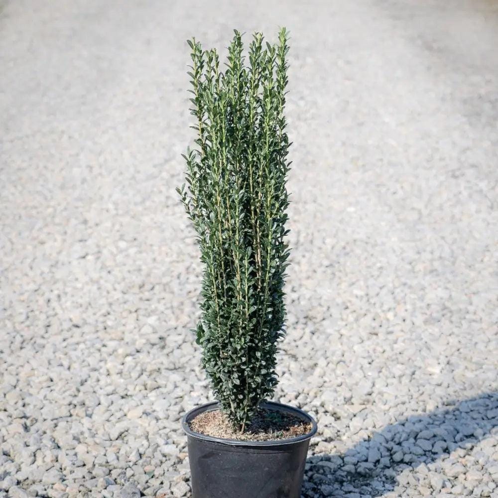 GoBuyPlants® Ilex Sky Pencil bush showing tall, narrow evergreen shrub with dark green foliage against a clear sky background.