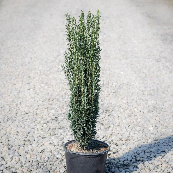 GoBuyPlants® Ilex Sky Pencil bush showing tall, narrow evergreen shrub with dark green foliage against a clear sky background.