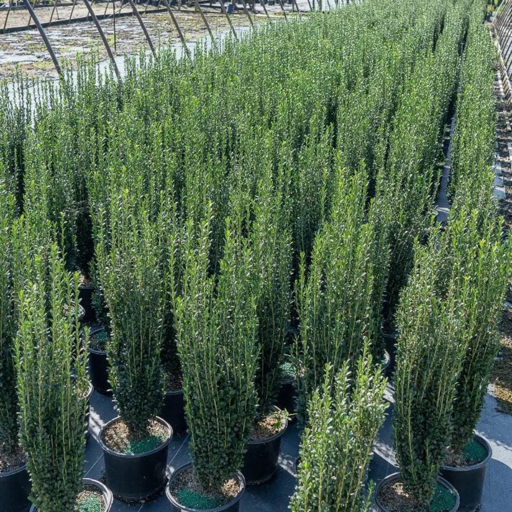 GoBuyPlants® Ilex Sky Pencil bush showing tall, narrow evergreen tree with dense green foliage against a clear sky.