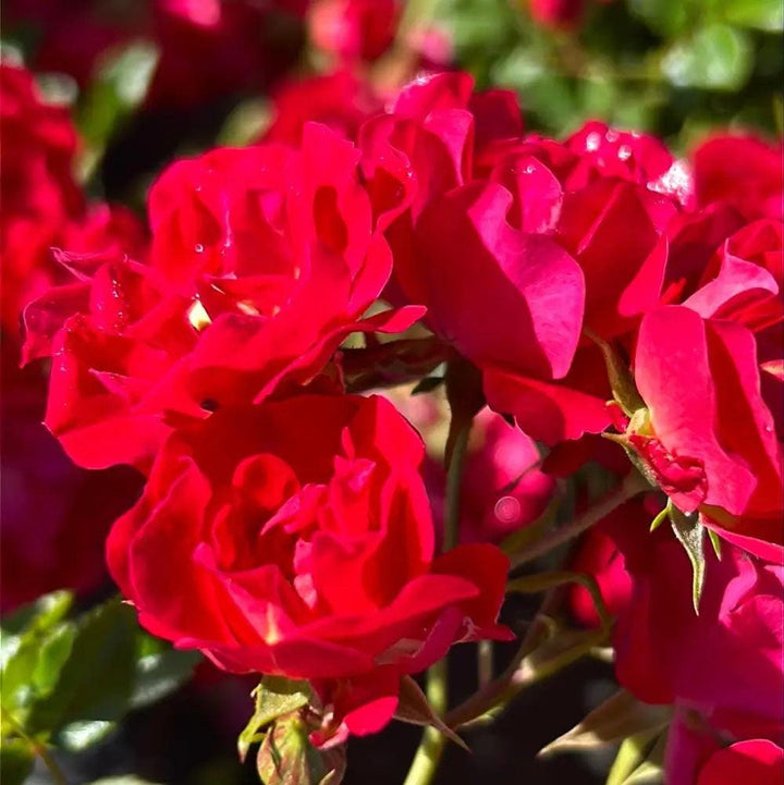Rose Red Drift® bush or tree from GoBuyPlants® with lush green foliage and vibrant pink blooms, ideal for garden landscaping.
