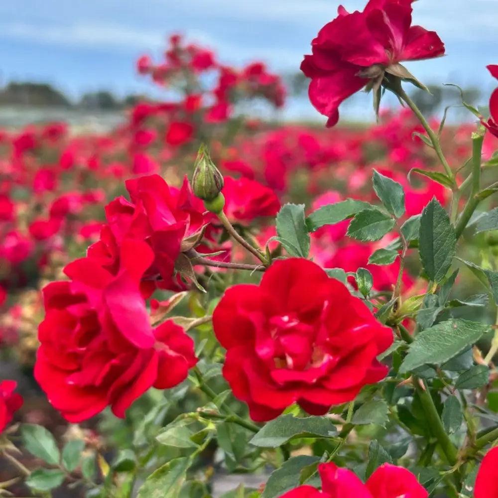 Rose Red Drift® bush plant from GoBuyPlants® with vibrant red flowers and lush green foliage, ideal for garden landscaping.