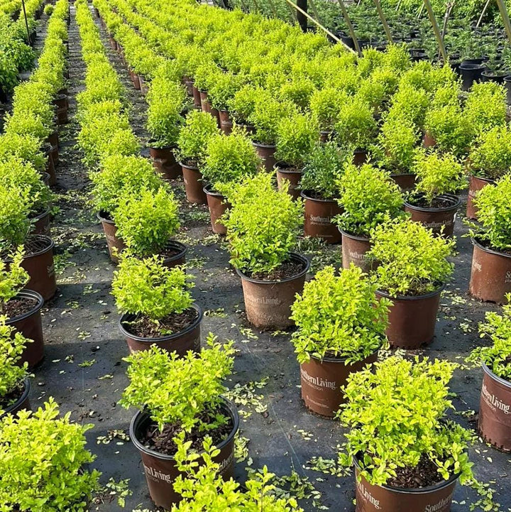 Lush Ligustrum Sunshine bush from GoBuyPlants® with vibrant green foliage, ideal for garden hedges and landscape decor.
