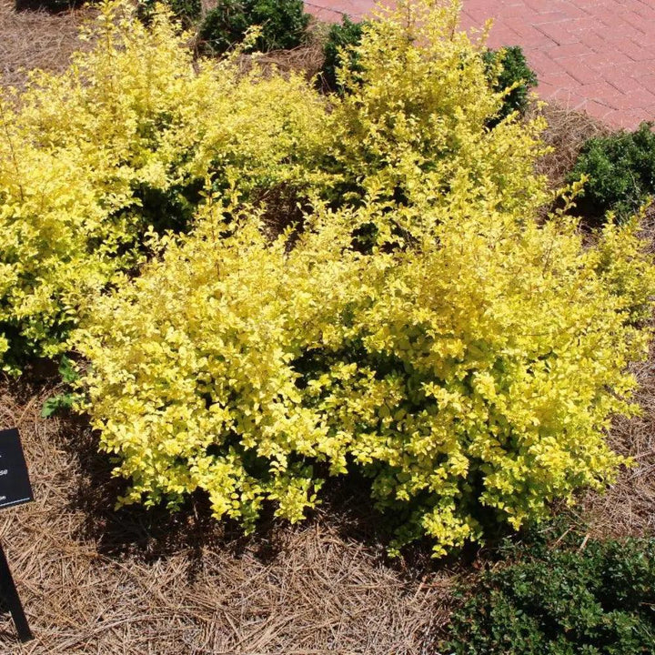 Healthy Ligustrum Sunshine bush from GoBuyPlants® with vibrant green foliage, ideal for garden landscaping and privacy screens.