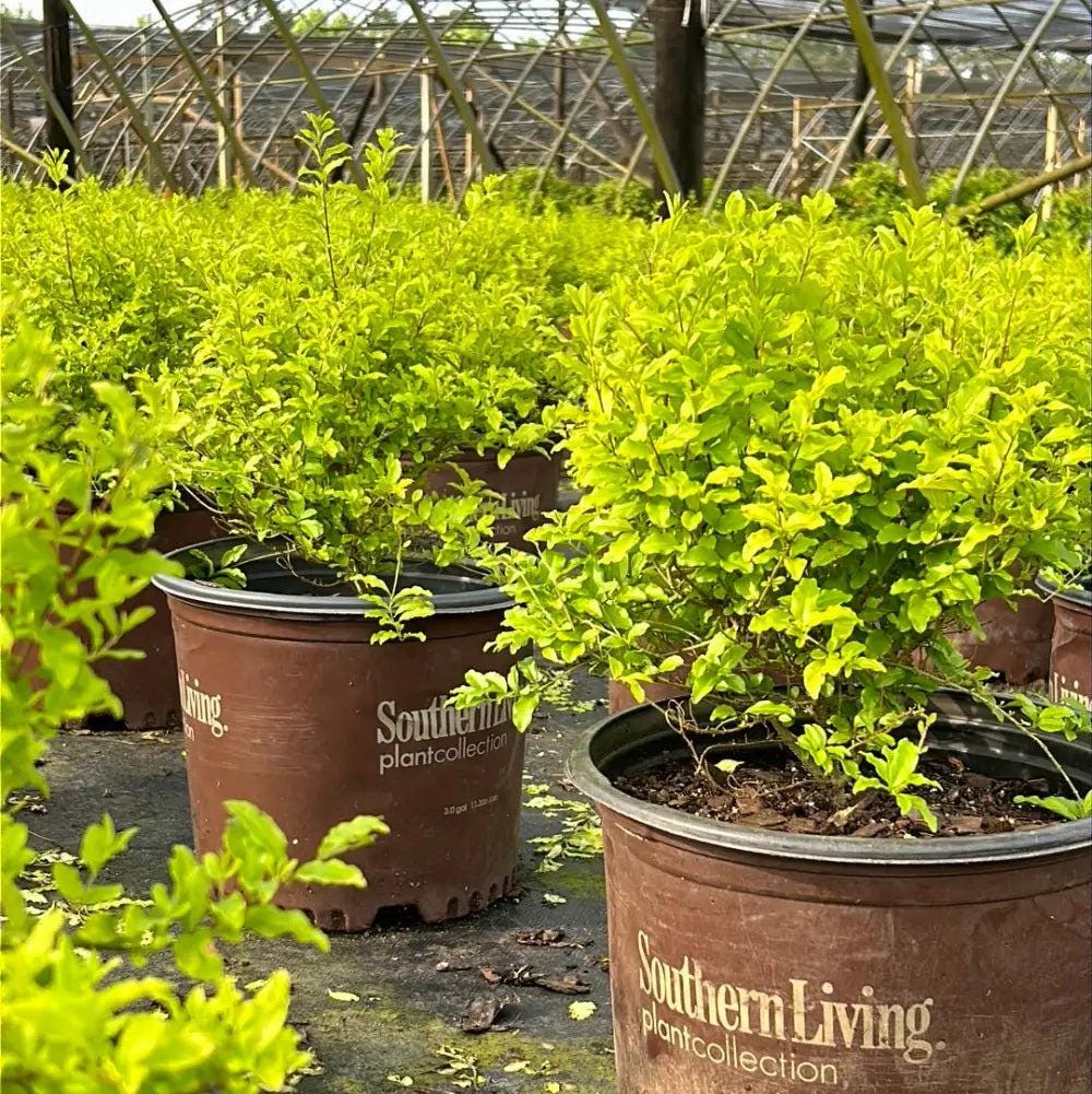 Bright yellow Ligustrum Sunshine bush from GoBuyPlants® with lush foliage, ideal for garden landscaping and decorative outdoor spaces.