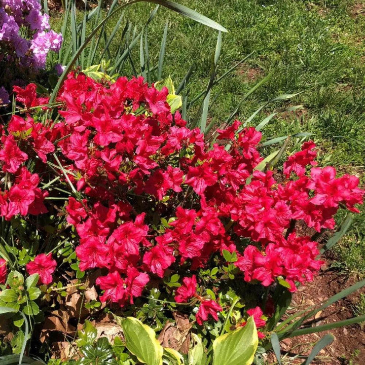 Azalea Johanna bush, vibrant flowering shrub from GoBuyPlants®, showcasing lush green foliage and colorful blooms.