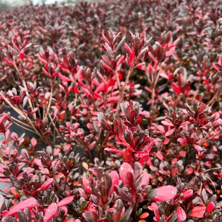 Azalea Johanna bush from GoBuyPlants® with lush green foliage and vibrant pink flowers, ideal for garden landscaping.